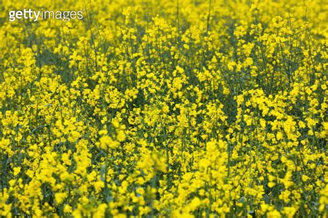 Rapeseed - En kraftfull råvara för biobränslen och högkvalitativt foder!