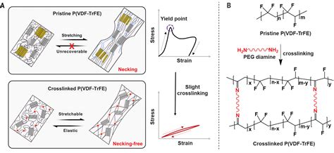  Resilin: Den Elastiska Polymeren För En Nästa Generation av Bioimplantat!